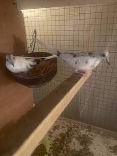 Diamond and Red Pied dove Split pair and red pied pathay avaliable