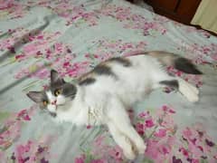 buetiful persian cat