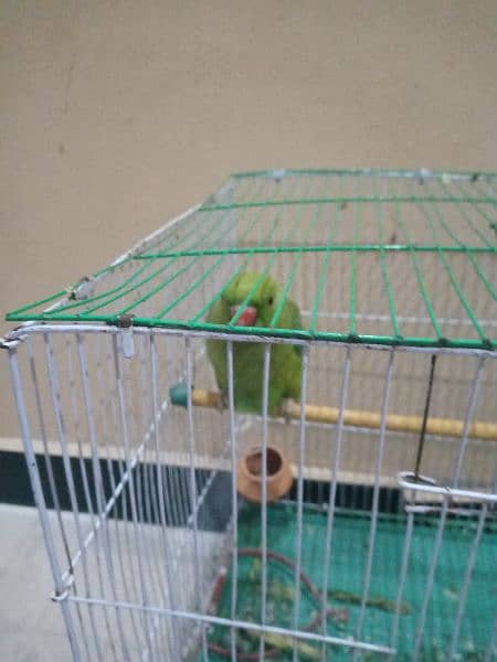 i want to exchange with male parrot because i have two female 0