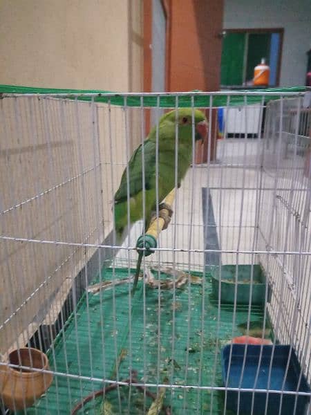 i want to exchange with male parrot because i have two female 1