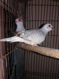 Dove breeder pair
