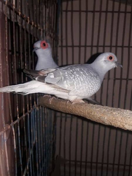 Dove breeder pair 0