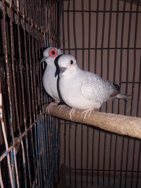 Dove breeder pair 1