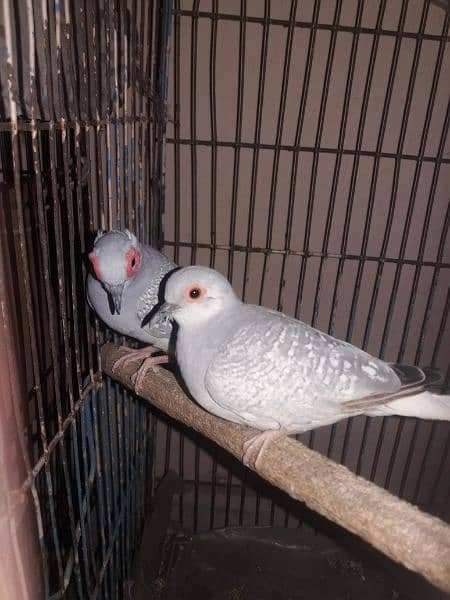 Dove breeder pair 2