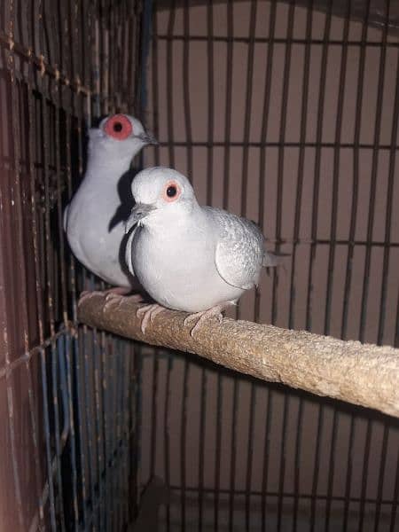 Dove breeder pair 3