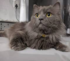 Persian Cat (male) 5 Month Old