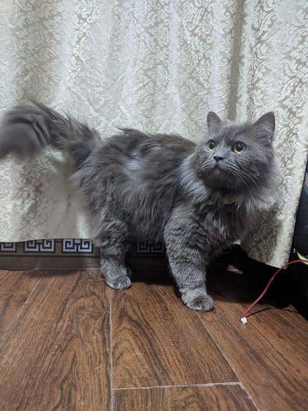 Persian Cat (male) 5 Month Old 1