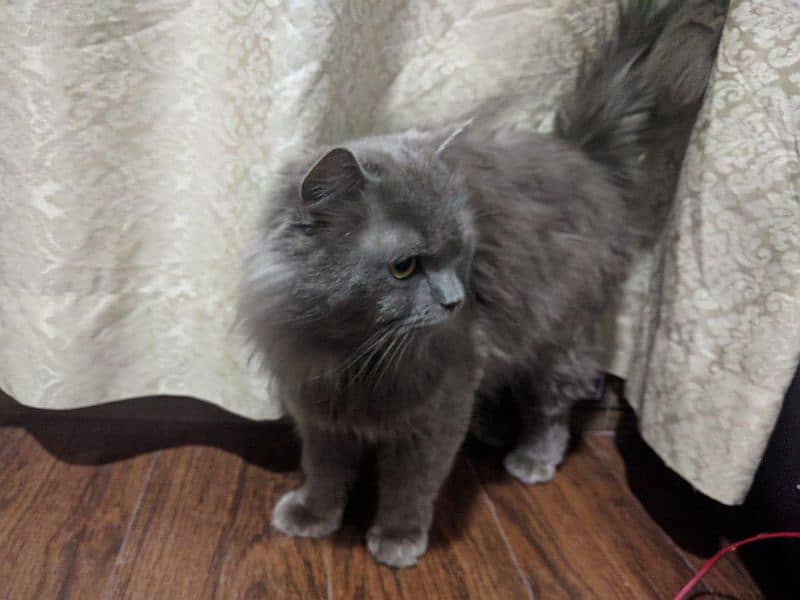 Persian Cat (male) 5 Month Old 2