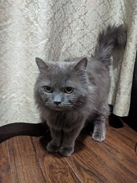 Persian Cat (male) 5 Month Old 3