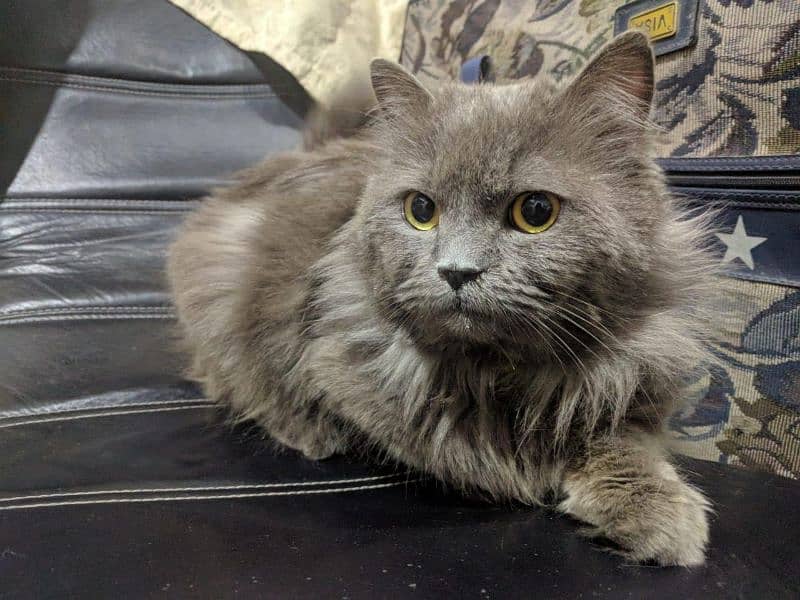 Persian Cat (male) 5 Month Old 4