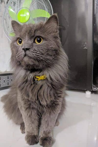 Persian Cat (male) 5 Month Old 5