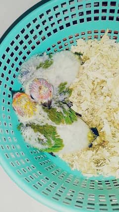 Sunconure Chicks