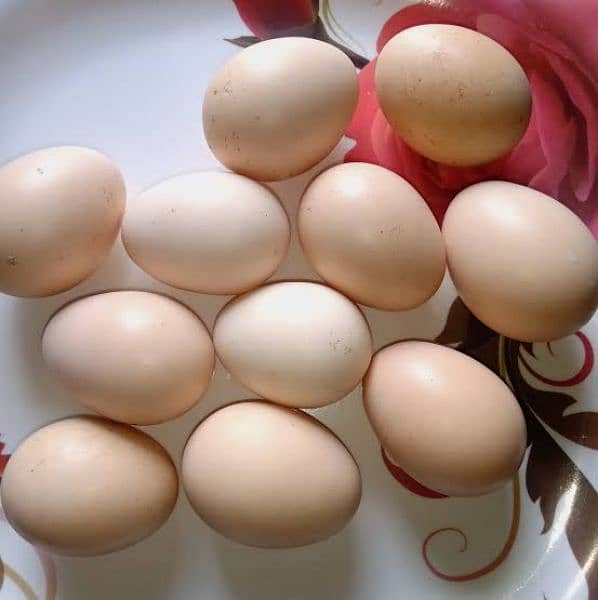 Desi eggs 100% fertile home breed 0