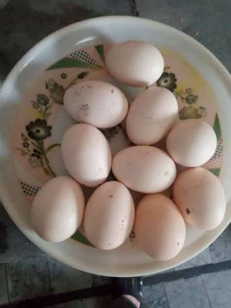 Desi eggs 100% fertile home breed 1