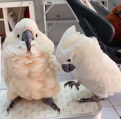 cockatoo parrot chicks 03278529846