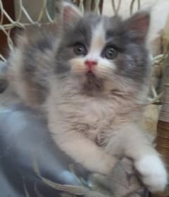 Persion Cat Calico Kitten For Urgent Sale