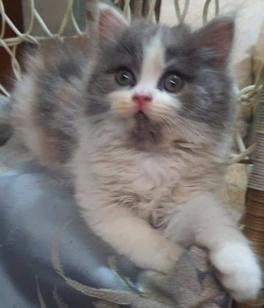 Persion Cat Calico Kitten For Urgent Sale 0