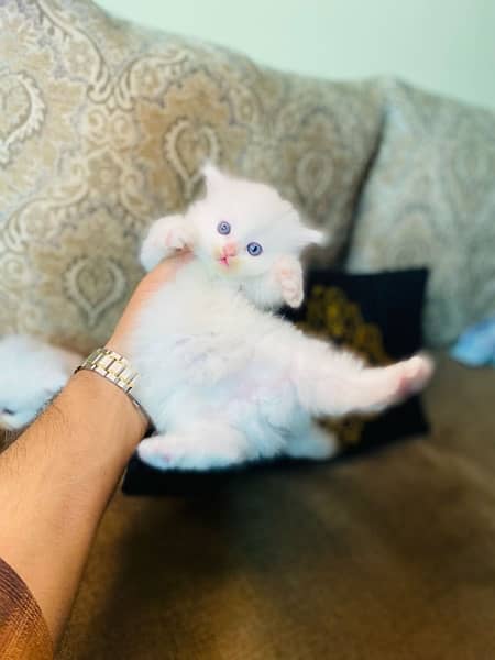 I want to sale my Persian kittens. whaatapp no(03205670880) 0
