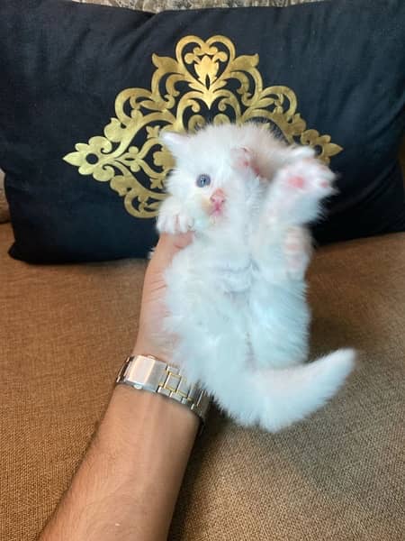 I want to sale my Persian kittens. whaatapp no(03205670880) 1