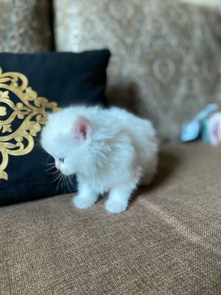 I want to sale my Persian kittens. whaatapp no(03205670880) 2