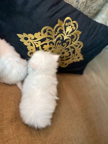 I want to sale my Persian kittens. whaatapp no(03205670880) 6