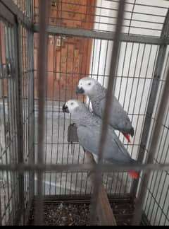 African Grey parrot male female