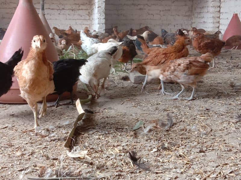 Golden Misri | Chicks | chiks | Hens | Murgiya 2