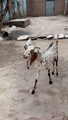 Makhi Cheeni Desi Goat with Baby Boy Goat 0