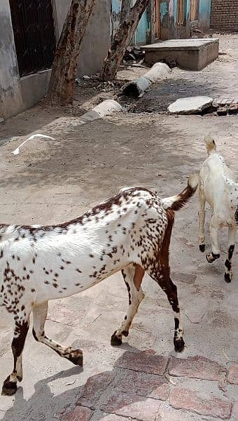 Makhi Cheeni Desi Goat with Baby Boy Goat 1