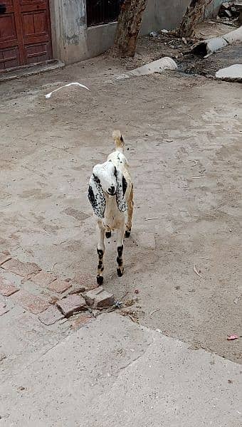 Makhi Cheeni Desi Goat with Baby Boy Goat 2