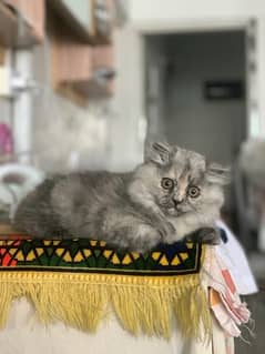 persian cat, price is negotiable