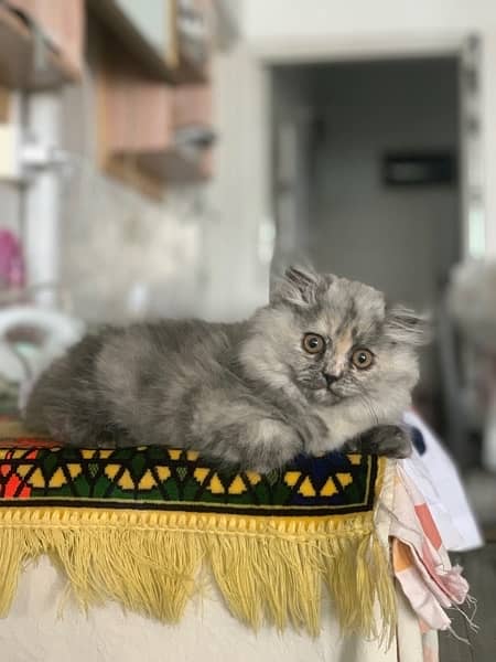 persian cat, price is negotiable 0