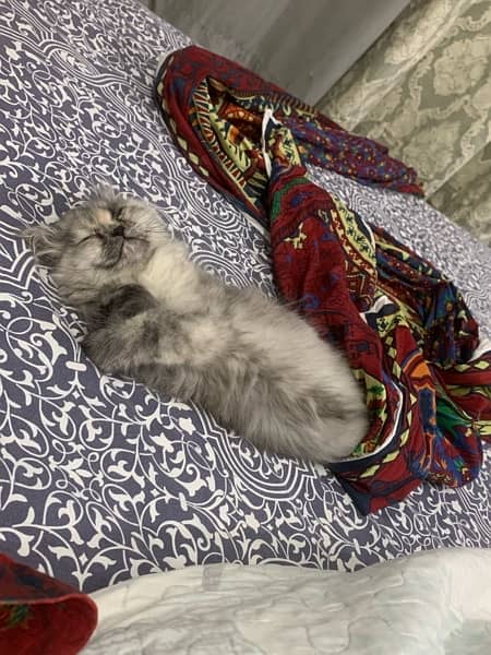 persian cat, price is negotiable 1