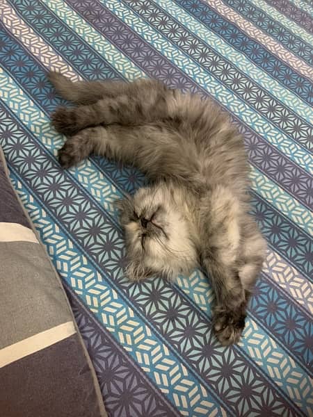 persian cat, price is negotiable 2