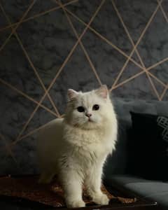 tripple coated white Persian cat,  Gray triple coated Persian cat
