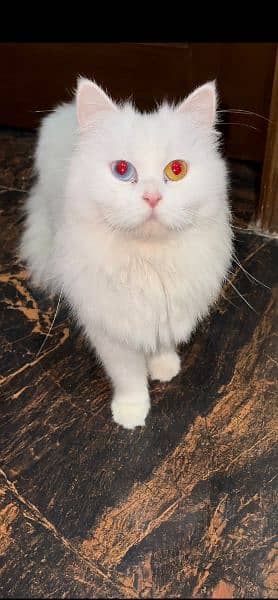 tripple coated white Persian cat,  Gray triple coated Persian cat 1