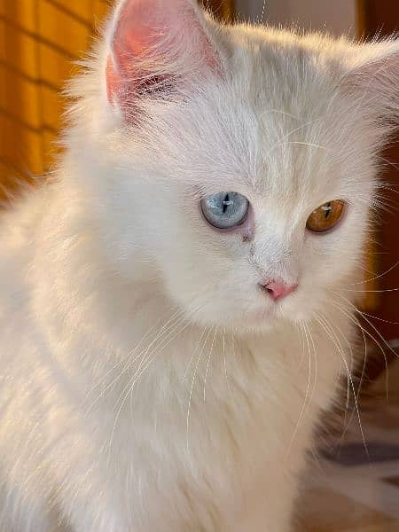 tripple coated white Persian cat,  Gray triple coated Persian cat 3