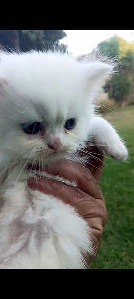 Persian kitten pair picky face 3