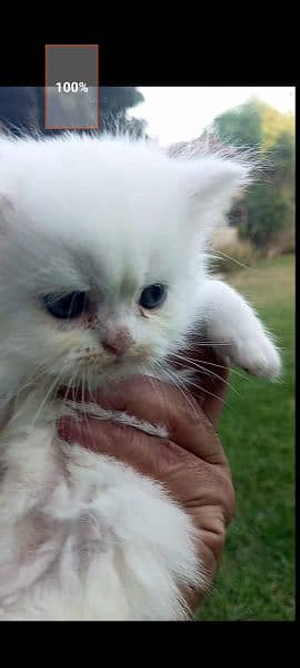 Persian kitten pair picky face 6