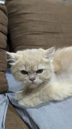 Persian cat ginger