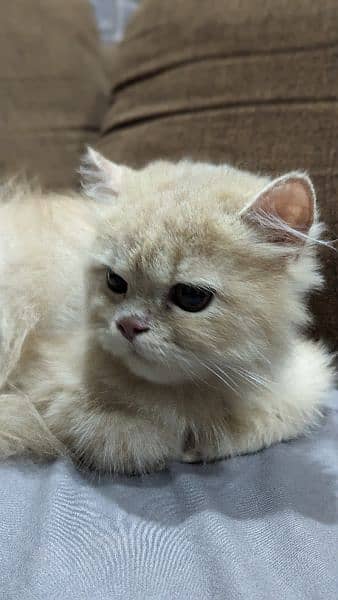 Persian cat ginger 1