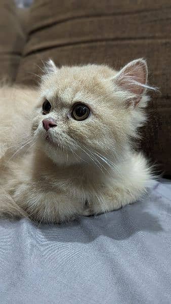 Persian cat ginger 2
