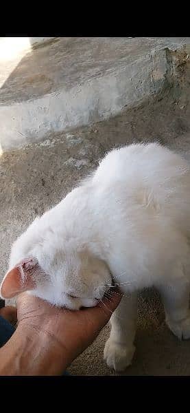 Persian Cat Pairs 2