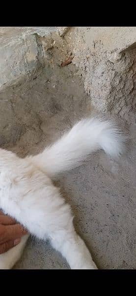 Persian Cat Pairs 3