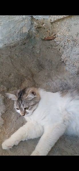 Persian Cat Pairs 5