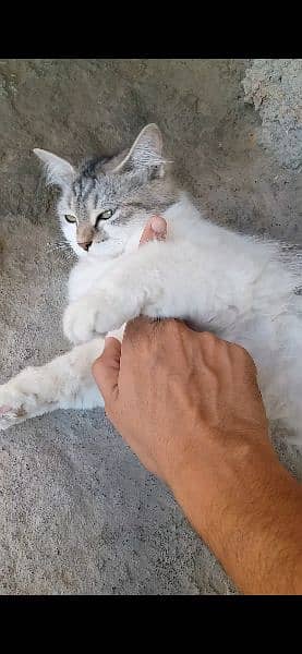 Persian Cat Pairs 8