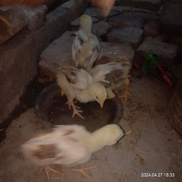 Aseel chicks for sale 3