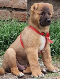 Kurdish Kangal dog male 3 month for sale security dog 0