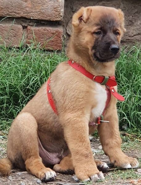 Kurdish Kangal dog male 3 month for sale security dog 1