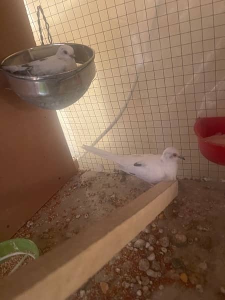 red and diamond pied dove split breeder pair andred and diamond pathay 2